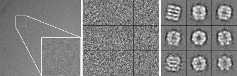 Cryo-EM micrograph showing several images of a macromolecule particle — high resolution structural biology data collected on holey gold film substrate India GBS